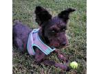 Adopt Raya a Black Schnauzer (Standard) / Mixed Breed (Small) / Mixed dog in
