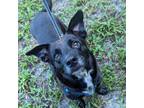 Adopt Ken a Black Mixed Breed (Medium) / Mixed dog in Gainesville, FL (39012471)