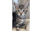 Adopt Hersheys a Domestic Shorthair / Mixed (short coat) cat in Athens