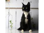 Adopt Nena a All Black Domestic Shorthair / Mixed cat in Yuma, AZ (38750946)