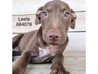 Adopt Leela a Brown/Chocolate Labrador Retriever / Mixed dog in San Antonio