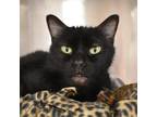 Adopt Ebony a All Black Domestic Shorthair / Mixed cat in West Palm Beach