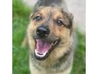 Adopt Foxy a Tan/Yellow/Fawn Cattle Dog / Mixed dog in Washington, DC (39009958)