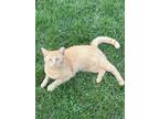 Adopt Grace a Orange or Red Tabby Tabby / Mixed (short coat) cat in Melvindale