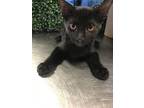 Adopt Ashley a All Black Domestic Mediumhair / Mixed cat in El Paso