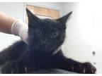 Adopt Arnold a All Black Domestic Mediumhair / Domestic Shorthair / Mixed cat in