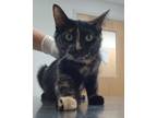 Adopt Lana a All Black Domestic Mediumhair / Domestic Shorthair / Mixed cat in