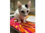 Adopt David Beckham a White Domestic Shorthair / Domestic Shorthair / Mixed cat