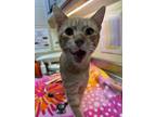 Adopt Willis a Orange or Red Domestic Shorthair / Domestic Shorthair / Mixed cat