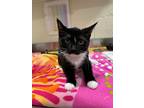 Adopt Henrietta Dallas Phantom a All Black Domestic Shorthair / Domestic