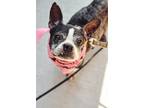 Adopt Rosa a Black - with White Boston Terrier / Mixed dog in New York