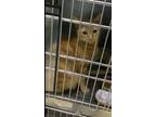 Adopt BLYTHE a Orange or Red Domestic Shorthair / Domestic Shorthair / Mixed cat