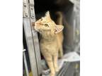 Adopt Tony a Orange or Red Domestic Shorthair / Domestic Shorthair / Mixed cat