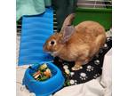 Adopt Nugget a American / Mixed rabbit in Flagstaff, AZ (39003459)