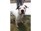 Adopt VICTOR a White Mixed Breed (Small) / Mixed (short coat) dog in Fernandina