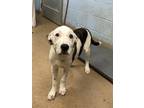 Adopt Hamtaro - IN FOSTER a White Mixed Breed (Medium) / Mixed dog in Chamblee