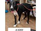 Adopt Boston a Black Pit Bull Terrier / Mixed dog in Westminster, CA (39001074)
