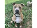 Adopt Charles a Tan/Yellow/Fawn Mixed Breed (Medium) / Mixed dog in Chattanooga