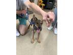 Adopt Kuplen a Tan/Yellow/Fawn German Shepherd Dog / Mixed dog in Fort Worth