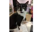 Adopt Peyton a All Black Domestic Shorthair / Domestic Shorthair / Mixed cat in