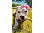Adopt F23 FC 976 Macy a White Boxer / Mixed dog in La Grange, TX (38826370)
