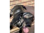 Adopt Ella a Black Labrador Retriever / Mixed dog in Lafayette, LA (38993871)