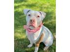 Adopt Ophelia a White Mixed Breed (Large) / Mixed dog in DeKalb, IL (38942862)