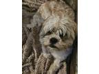 Adopt Yeti a Gray/Blue/Silver/Salt & Pepper Lhasa Apso / Mixed dog in Vancouver
