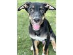 Adopt Xavier a Black Shepherd (Unknown Type) / Mixed dog in Red Bluff