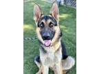 Adopt Balto a Black German Shepherd Dog / Mixed dog in Red Bluff, CA (38993187)