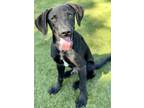 Adopt Tommy a Black Labrador Retriever / Mixed dog in Red Bluff, CA (38993186)