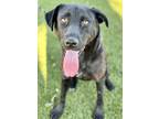 Adopt Nicole a Black Labrador Retriever / Mixed dog in Red Bluff, CA (38992956)