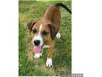 Adopt Bella a Tan/Yellow/Fawn - with White Boxer / Hound (Unknown Type) / Mixed