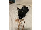 Adopt Zippy a All Black Domestic Shorthair / Domestic Shorthair / Mixed cat in
