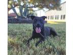 Adopt F23 FC 1034 Pepper a Black American Pit Bull Terrier / Mixed dog in La