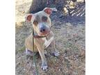 Adopt F23 FC 1016 Xion a Brindle American Pit Bull Terrier / Mixed dog in La