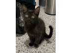 Adopt Freya a All Black Domestic Mediumhair / Mixed (long coat) cat in Oakdale