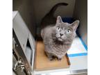 Adopt Smokey Bear a Gray or Blue Domestic Shorthair (short coat) cat in