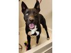 Adopt B. a Black - with White Husky / Patterdale Terrier (Fell Terrier) dog in