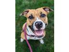 Adopt Olivia a Brown/Chocolate American Pit Bull Terrier / Mixed dog in Oak Pak