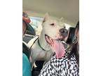 Adopt Fiona a White Dogo Argentino / Mixed dog in Green Bay, WI (38966631)