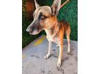 Adopt Gemma a Black German Shepherd Dog / Mixed dog in El Paso, TX (38987485)