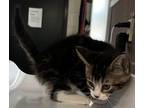 Adopt Briggs a Domestic Shorthair / Mixed (short coat) cat in Tiffin