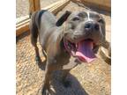 Adopt Azul a Gray/Silver/Salt & Pepper - with Black American Pit Bull Terrier /