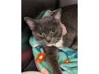Adopt Momma Grace a Gray or Blue (Mostly) Domestic Shorthair (short coat) cat in