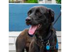 Adopt Kaylie a Black Retriever (Unknown Type) / Mixed dog in Washington
