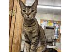 Adopt Edin a Brown or Chocolate Domestic Shorthair / Mixed cat in Delaware