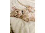 Adopt Norman a Tan or Fawn Tabby American Shorthair / Mixed (short coat) cat in