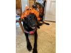 Adopt Conan a Black Labrador Retriever / Mixed dog in Houston, TX (38982279)