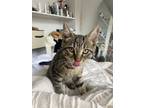 Adopt Andy a Domestic Shorthair / Mixed cat in Whitestone, NY (38921677)